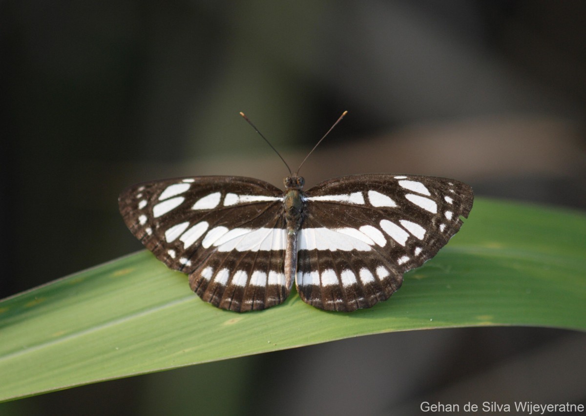 Neptis hylas Linnaeus, 1758